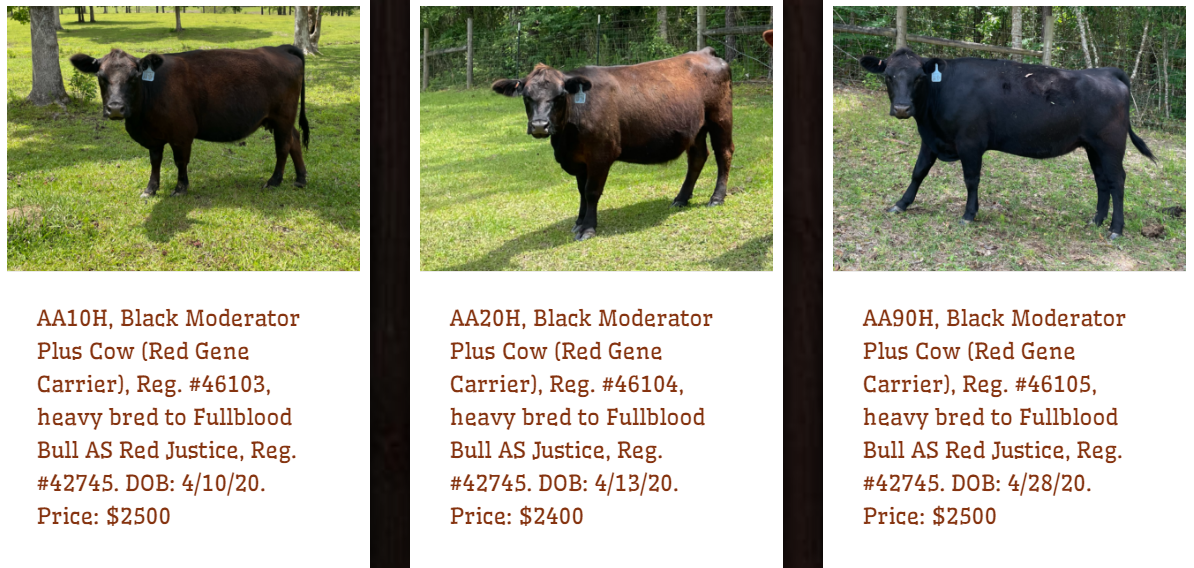 Registered American Aberdeen:  3 Cow/calf pairs, 4 heavy bred cows.